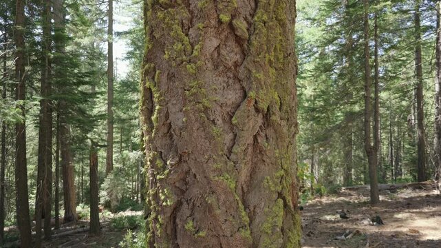 Mossy Douglas fir tree trunk in dense forest woodland