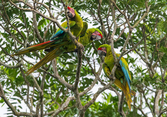 Three Great Green Macaws Perched in Tortuguero, Costa Rica © Andrew