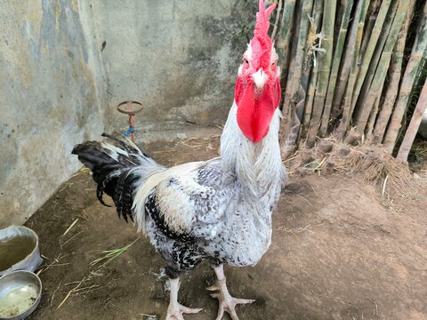 free range chicken