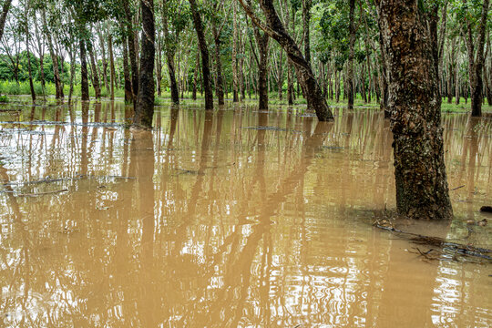 Agricultural flood disaster showing rubber tree farm affected by heavy rainfall