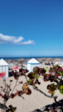 Sea grape plants in foreground with striped beach huts and umbrellas, Playa del Duque, Tenerife, vertical