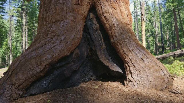 Massive giant sequoia tree trunk with fire scar in forest grove