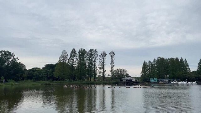 池越しに望む立ち木とスワンボート乗り場