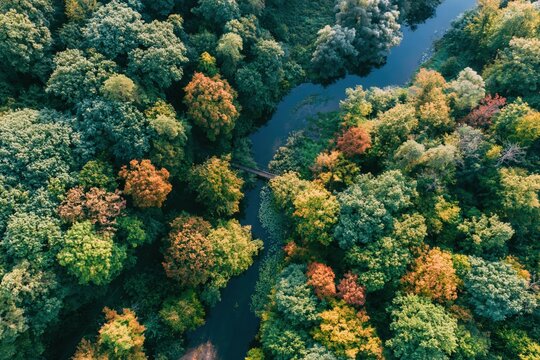 Aerial view of forest river with autumn foliage and bridge