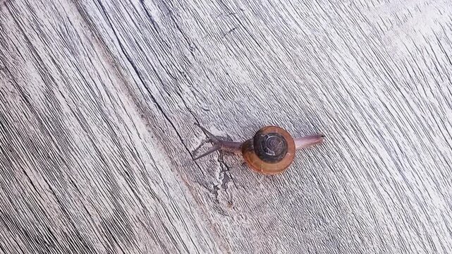 One snail with a slightly smaller shell and extended eye stalks, is leading the way, while a second, similar snail follows closely behind. Both are creeping along a textured