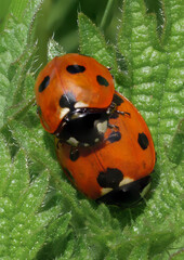 Mating Ladybirds © OAPhotography