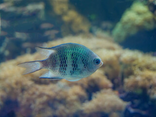 staghorn damselfish (Amblyglyphidodon curacao) © OAPhotography