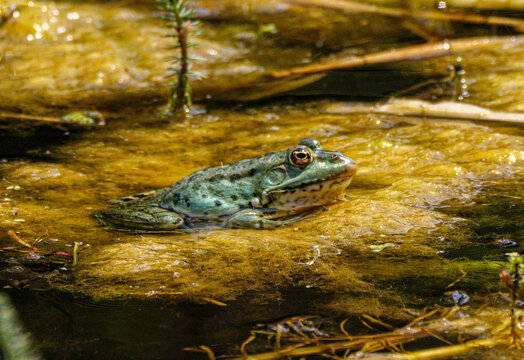 Marsh frog