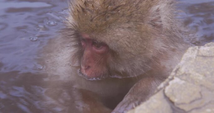 Japanese macaque face resting in steaming hot spring beside rock