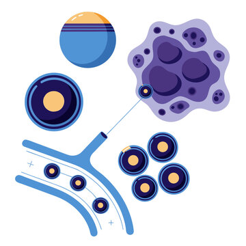 Microscopic biological cell illustration, immune system response and blood vessel diagram, medical vector of cellular biology and lymphocytes
