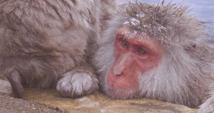 Japanese macaque resting chin on rock at hot spring edge