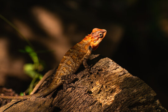 Changeable lizard in breeding colors illuminated by a ray of sunlight against a dark background