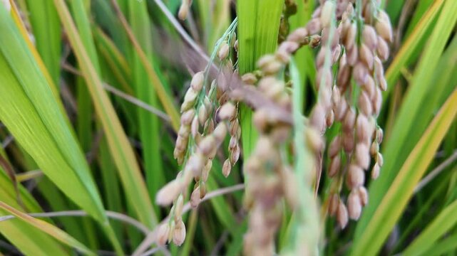 Camera moves upward through ripe rice plants, revealing golden grain panicles and green leaves in paddy field, showcasing harvest season, crop maturity and agricultural production.