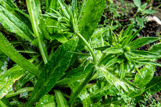 Fresh green culantro plant with blooming sawtooth flowers in the garden