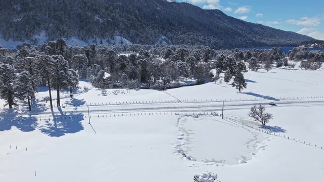 Aerial view establishing the Icalma-Melipeuco route, completely covered in snow and lined with Araucaria araucana trees, southern Chile