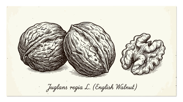 English walnut vintage botanical engraving.