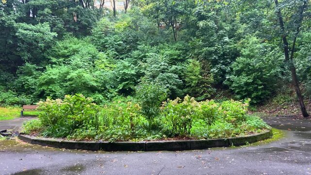 Soft raindrops fall on lush green trees, foliage, and a wet blooming flowerbed with hydrangeas near a wooden bench in an empty urban garden on a serene rainy day in a vertical video.