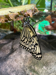 Idea leuconoe butterfly hanging from pineapple slice in natural butterfly conservatory © Denny
