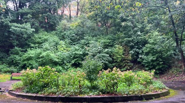 A lush green park view during rain features dense foliage, soft raindrops falling on summer plants, and a wet blooming flowerbed with hydrangeas near a wooden bench in urban garden in a vertical video
