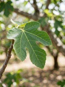 Close up of a vibrant green fig leaf on a tree branch with blurred background.