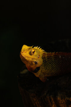 Dramatic close-up headshot of a yellow changeable lizard looking up against a black background