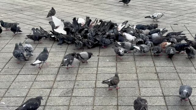 flock of pigeons