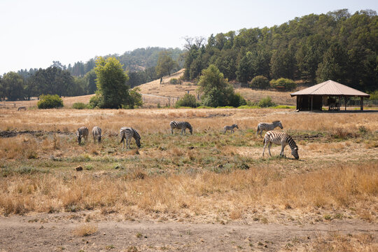 Herd of Zebras eating in a field