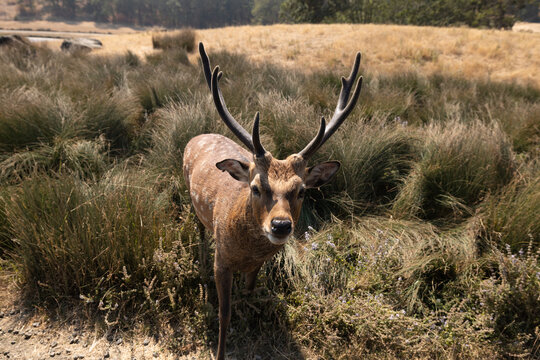 Buck deer close-up