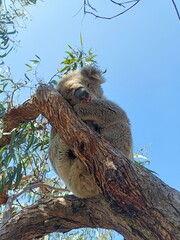 koala in a tree © Kristy