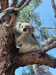koala in tree © Kristy