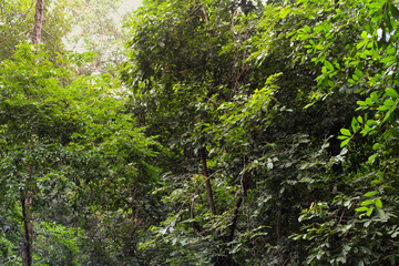 Fototapeta premium Bright green leaves and foliage of a tree bathed in sunlight. tree with green leaves and dense branches and leaves in forest