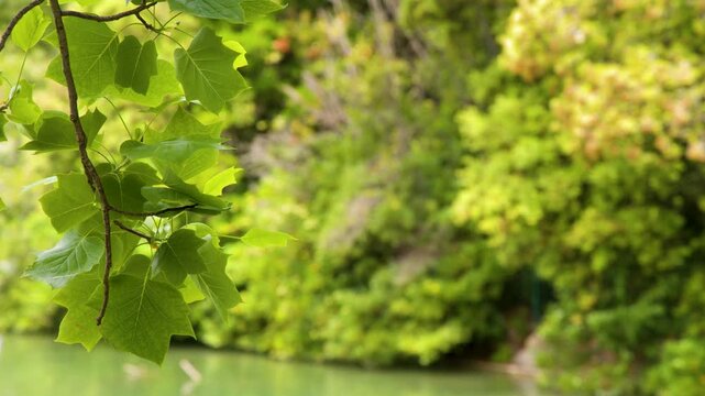 Green Tree Leaves Hanging Over Calm Pond Water in Summer