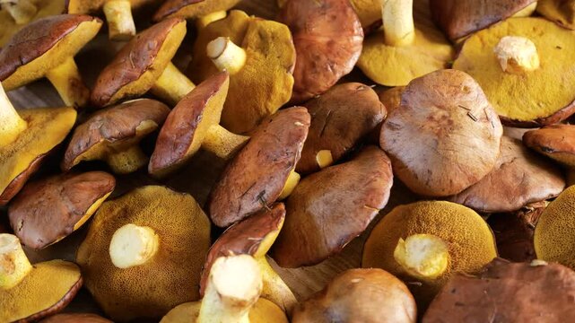 Top view of a fresh batch of freshly picked suillus mushrooms rotating on a wooden background to showcase the brownish slippery caps and yellow porous undersides of edible forest boletes in close-up.