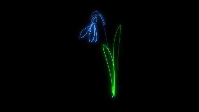 A minimalist neon animation of a snowdrop flower blooming, featuring glowing blue and green light lines isolated on a deep black motion background