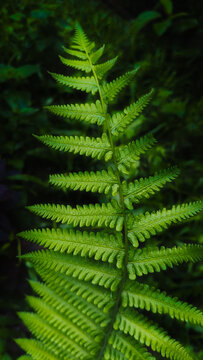 nature wallpaper for phone lockscreen, aesthetic dark background and botanical foliage texture featuring lush green fern leaf