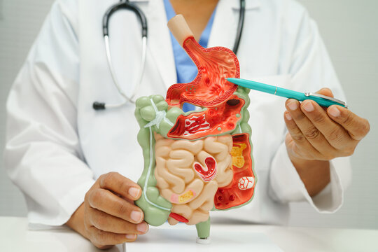 Digestive system with stomach and intestine, Asian doctor holding human anatomy model for study diagnosis and treatment in hospital.