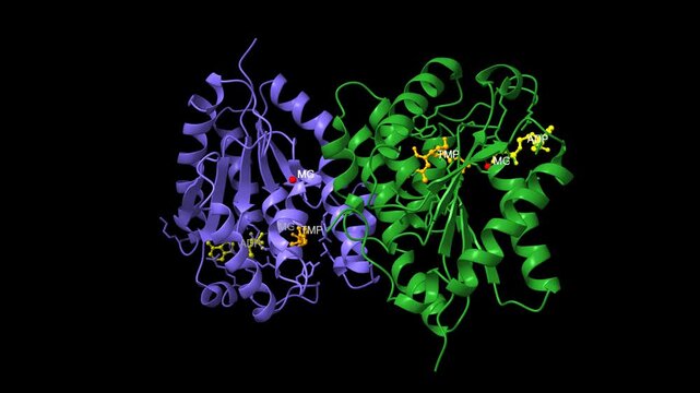 Human thymidylate kinase complexed with thymidine monophosphate, adenosine diphosphate and a magnesium-ion. Animated 3D cartoon and molecular surface models, chain entity color scheme, pdb 1e2f