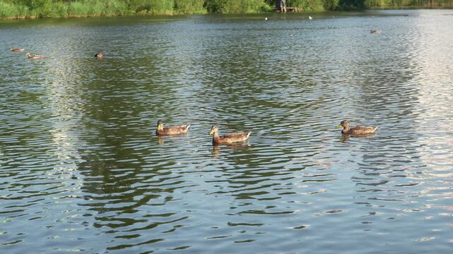 Wild mallard ducks and Fulica atra coots swimming, resting, and washing under warm evening sunset sunlight on a smooth lake surface in calm windless weather outdoors. Beautiful cinematic wildlife. 