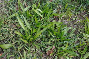 Ribwort plantain plants in a meadow, top view (Plantago lanceolata) © Alireza Mohtashami