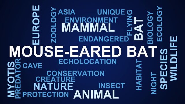 Mouse-Eared Bat Word Cloud