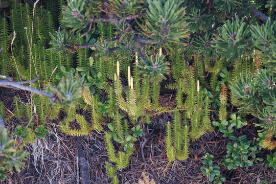 Clubmoss with upright cones under mountain pines (Lycopodium)