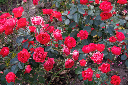 Roses with red double flowers on a shrub in a rose bed (Rosa)