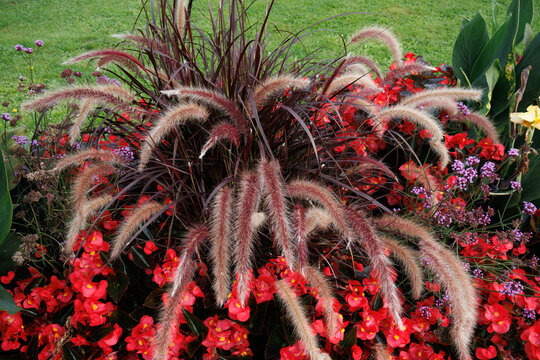 Fountain grass with red begonias in a flower bed (Pennisetum)