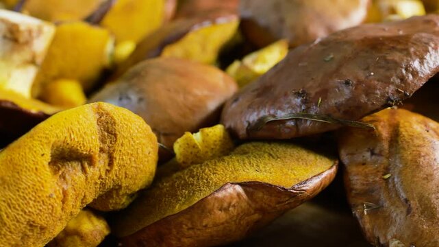 A close-up view of fresh slippery jack mushrooms spinning slowly on a wooden board showcases the authentic organic texturing of wild boletes ready for cooking.