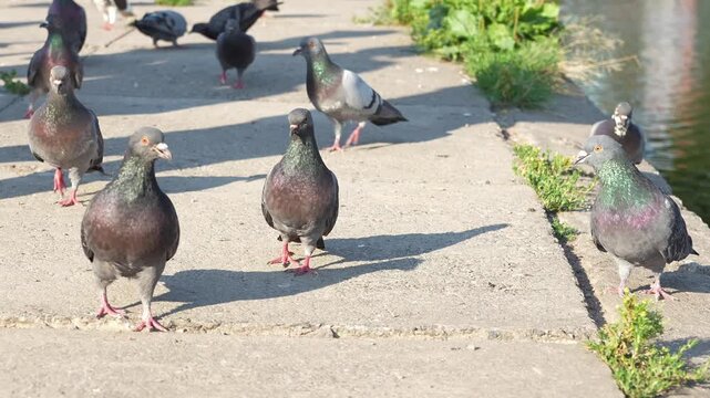 Flock of feral Columba livia rock pigeons feeding, walking, and peeing on concrete pavement in calm windless weather during warm sunshine outdoors. Beautiful cinematic urban wildlife scene of city. 