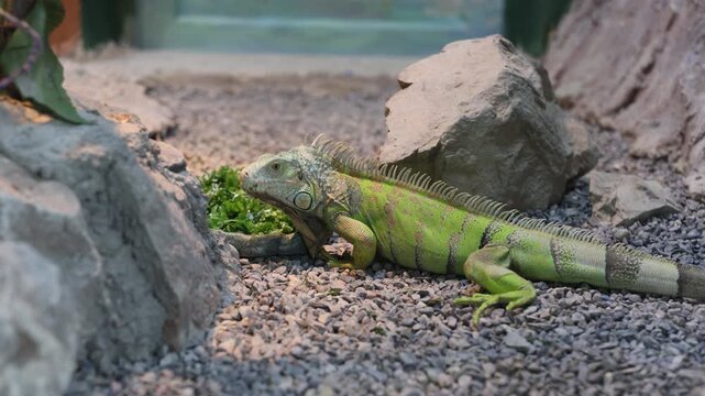 Green iguana eating greens in a terrarium at the zoo