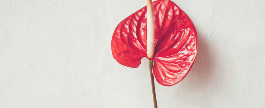 Red anthurium flower with a creamy spadix standing out against a minimal white background, creating an elegant visual