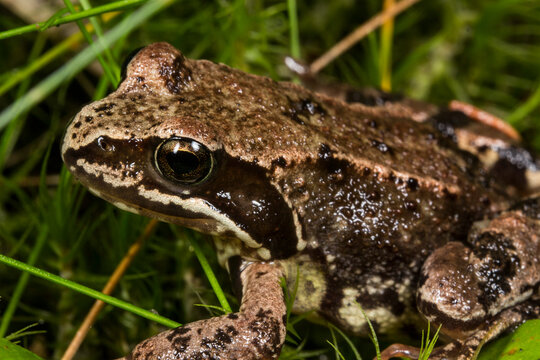 Close-up of Rana arvalis (moor frog) with detailed mottled skin and large eye in grass