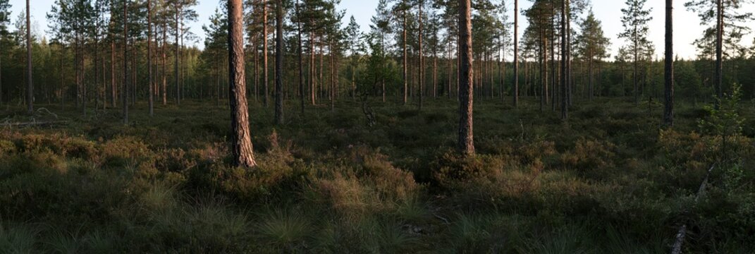 Pine forest floor with low vegetation and trees