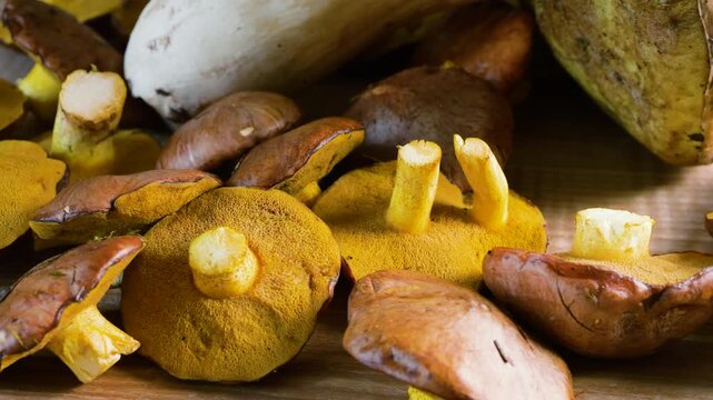 A close-up of fresh porcini mushrooms and wild slippery jack suillus rotates slowly on a wooden background to display harvested organic boletes ready for cooking.